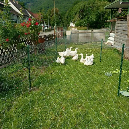 Apartman Lohr's Ruh Hemfurth-Edersee